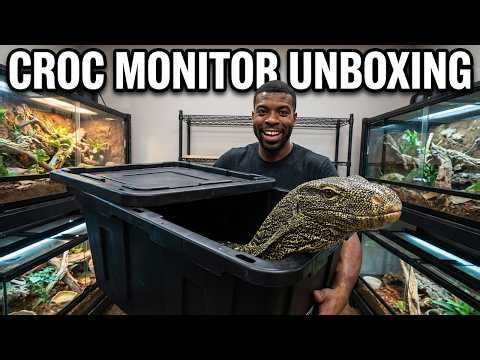 Unboxing MY Crocodile Monitor (Varanus Salvadorii)