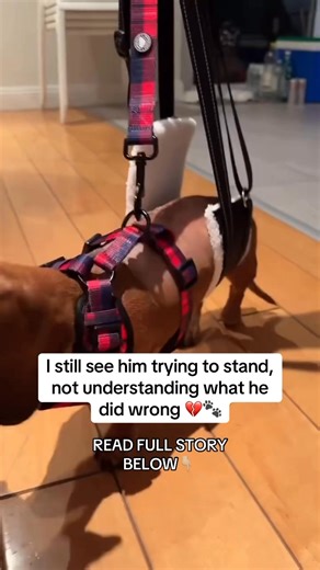 I still can’t forget the laughter 💔 His name was Buddy. He used to lie by the fence every afternoon, soaking up the sun 🥺 Calm. Gentle. Trusting. He never chased bikes. Never barked. He just rested. One day, the neighbor’s kids started riding back and forth. Then one of them turned toward Buddy. They laughed. And rode straight over him like it was a joke 💔 Buddy cried out and tried to stand, but his legs gave out. I ran outside shaking, holding him while he trembled in pain, confused about wh