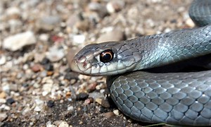 Eastern Racer