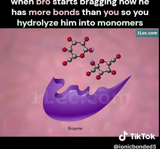 🔥EXPLANATION🔥: Glucose hydrolysis is the process of breaking down polysaccharides into smaller sugar units through the addition of water. It breaks the glycosidic bond, and occurs by the addition of a water molecule. It is essentially the reverse of a condensation reaction. . . . animation by: @ maxanimgentaurltd.4994 on YT, . . . . #biologymemes #chemistrymemes #sciencememes