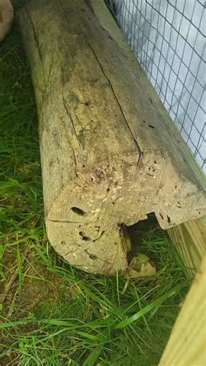 Funny Baby Opossums Videos: A Delightful Wildlife Experience!