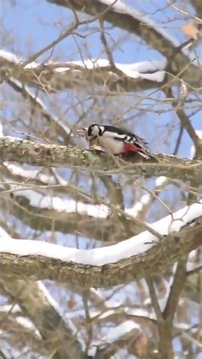 Inside a Woodpecker’s Secret Home
