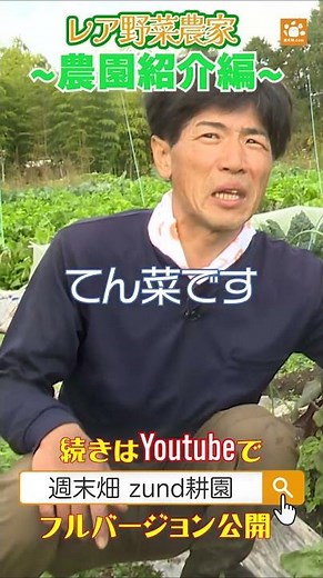 zund耕園 農園紹介2 ビーツの美味しい食べ方 #西洋野菜 #農業 #高島市 #琵琶湖 #赤カブ #大野紅カブ #パセリ #大浦太ごぼう #ビーツ #甜菜 #西洋ごぼう #サルシフィ
