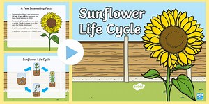 Sunflower Life Cycle PowerPoint