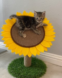 190K views · 2.2K shares | Ruffle thinks she is the Queen of the Sunflower!  Listen to how she tells off any kitten who tries to come near it. She cracks me up! (Yes, that “pop” sound is her doing a mini-hiss! We call that “popping” or “doing a Badger snap” around here. One of my favorite sassy kitten behaviors.) ♥️ | Kitten Lady | Facebook