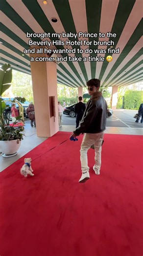 In his defense he was very well behaved at the cabana cafe