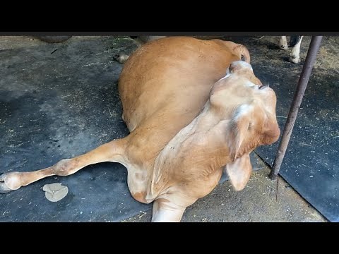 hydroallantois l cesarean section in cow l Dr Umar Khan