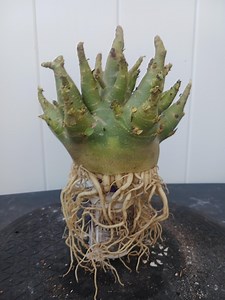 Desert Rose Adenium Arabicum BIG FOOT (trained Roots). - Etsy