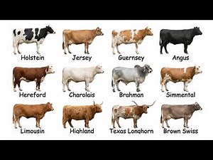 Every Cattle Breed Explained in 8 Minutes