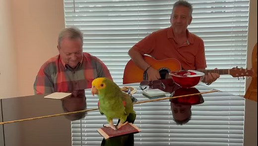 63K views · 4.2K reactions | Tried to introduce Tico to the piano. The time playing along with my dad and Tico was priceless. Many takes, I’ll pick the best and the longest for the YouTube channel. 列 | Tico & the Man | Facebook