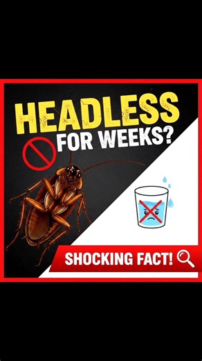 Why You Can't Kill a Cockroach🪳🪳🪳 #sciencefacts #facts #biology