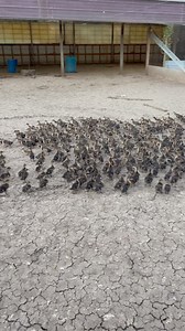 3.8K views · 43 reactions | Moved another group of three week olds out of the brooder house! | Little Sprague Game Birds | Facebook