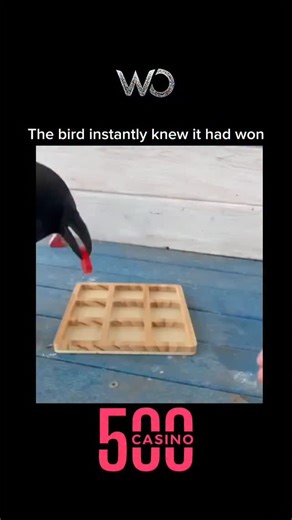 wowfeed on Instagram: "“The bird instantly knew it had won.” Its tiny chest puffed out with unmistakable pride as it perched atop its chosen branch, surveying the scene like a triumphant champion. There was a playful confidence in the tilt of its head, as if it expected applause for its victory—whatever challenge it believed it had conquered. In that small, spirited moment, the bird seemed to embody pure, effortless joy, celebrating its win in the only way it knew how: by simply being gloriously