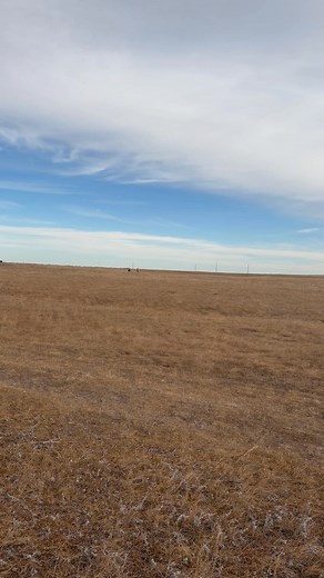 I know it’s the same boring video, everyday with these 2. Nikki & Betsy come running when they hear the side by side, they know I’m coming with their Triple Crown Ration Balancer and Bio-mos supplement. They will have excellent colostrum for their foals! 6666 Ranch Bet Hesa Cat - Badboonarising | Baker Ranch Quarter Horses