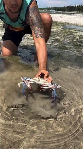 catching blue crabs with hands from the beach #crabs