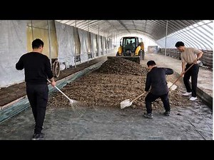 How to Raise Black Soldier Fly Larvae with Chicken Manure – Amazing Results!