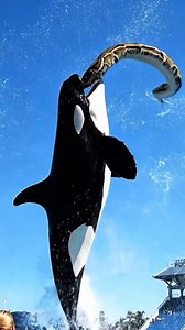 Epic Daytime Orca Performance: Jessica Throws a Giant Python in a Stunning Marine Show 🐳🐍 #fblifestyle | Jessica Radcliffe