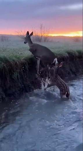 Mother Deer Assists Fawn in Stream at Sunrise #deer #wildlife #nature #fawn
