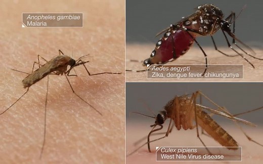 蚊子怎样使用六针口器吸食血液和传播疾病的