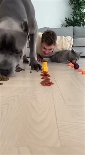 I Challenged My Dog to Eat FAST… You Won’t Believe What Happened! 😱🤣 #shorts #dogs #funny #challenge