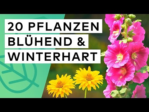 20 year-round flowering, hardy plants 🌼 🌺 Location ✓ Flowering time ✓ Height ✓ Soil ✓