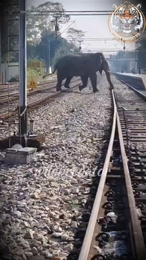Elephant vs Train #wildpredator #elephant #wildlifeentertainment #hiphoporrap #animals