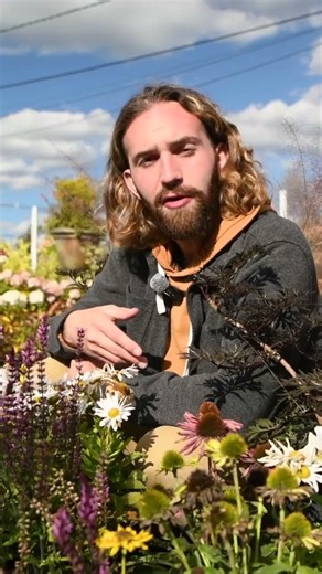 Want CONSTANT Blooms in the Perennial Garden? - Plant Sage (Salvia) NOW!