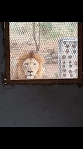 606K views · 10K reactions | Amazing footage of a man waking up to a wild male lion in his yard in private game reserve, South Africa. Use your headphones for better sound experience. Credits: Dylan Panos. | We Love Lions | Facebook