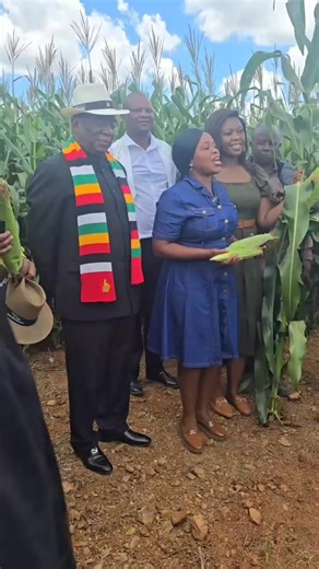 143K views · 3.5K reactions | Zimbabwe Reinstates Ban on Maize...
