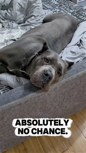 Cane Corso vs king size Bed | Big Dog Problems