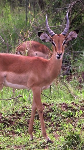Some deers eating grass in the forest! | #shorts |