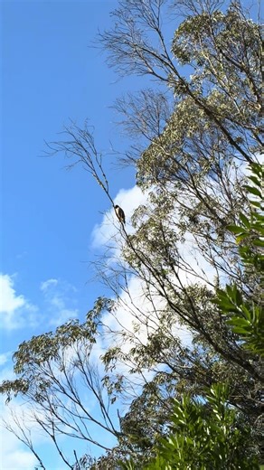 Red-shouldered Hawk Baby Practicing His Call 😂