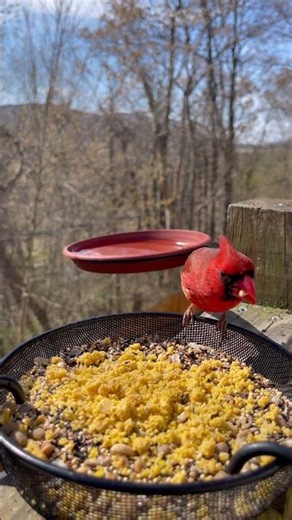 Male Cardinal #birds #birdwatching