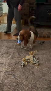 Counter surfing Grove #bassethound #bassethoundpuppy | Basset Hound Puppies for Good and Loving homes