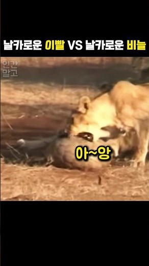 사자 VS 천산갑, 날카로운 이빨 앞에 일촉즉발 순간 #동물 #사자 #천산갑 #야생동물