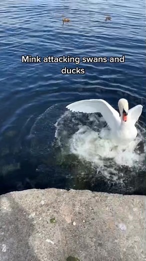 American Mink Hunting in Cuba