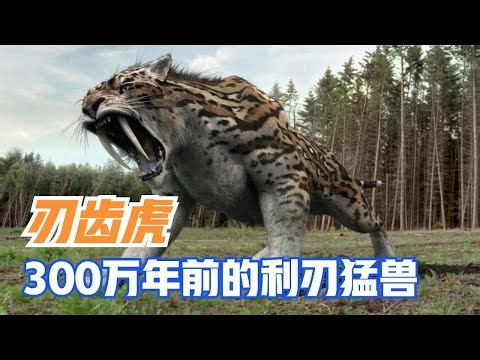 300万年前的利齿猛兽，以大地懒为食，猫科的巅峰战力毁灭刃齿虎｜Smilodon【马丁新视界】