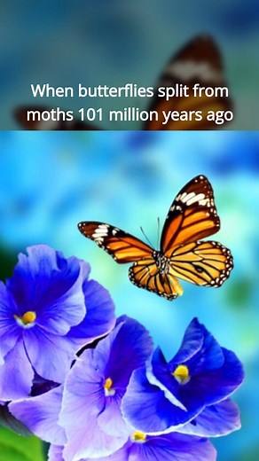4.2K views · 18 reactions | Florida researchers who wanted to figure out how butterflies evolved have determined that they split off from moths about 101 million years ago. And it appears that these moths-turned-butterflies originated in North America. Learn more about this amazing discovery on.kgun9.com/3IksO2c | KGUN 9 | Facebook