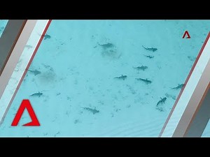 Sharks return to Thailand’s famous Maya Bay after tourist ban