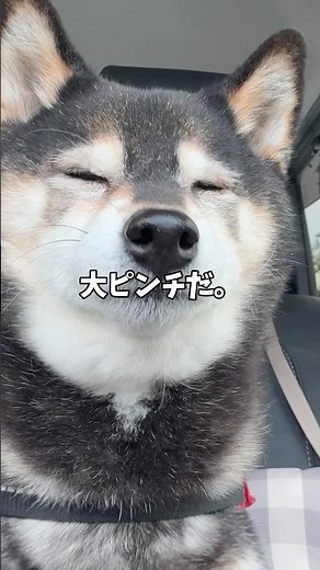 Why the usually aggressive black Shiba Inu is trembling