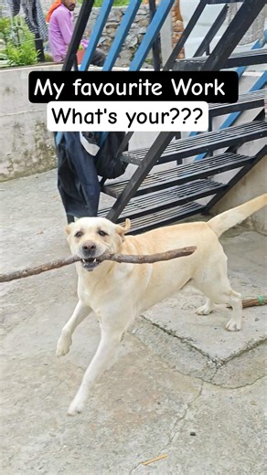 The Cutest Labrador You'll See Today ❤️ | Pure Happiness #Shorts