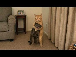 When Your Cat Is a Bully