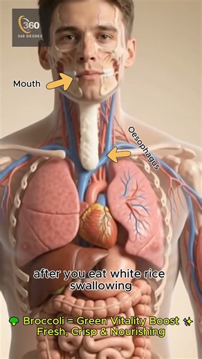 White Rice 🍚 vs Cigarette 🚬: What Happens Inside Your Body? | Glucose & Smoke Effects | 3D Anatomy