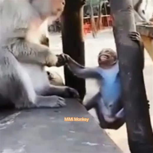 141K views · 4.3K reactions | Big monkeys are addicted to milk. Mother monkeys try their best to wean adult monkeys | MiMi Monkey | Facebook