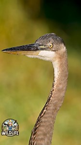 22K views · 1.1K reactions | Ever watched a great blue heron’s eye up close? It’s steady and unblinking. But blink it does, just differently. That thin, ghostly nictating eyelid slides sideways across the eye, like a built-in windshield wiper, keeping this bird’s vision clear while it stalks and prepares to strike. #greatblueheron #birds #heron #gbh #wadingbirds #sonyalpha #wildlife #nature #wildlifevideos | Amber Favorite Photography | Facebook