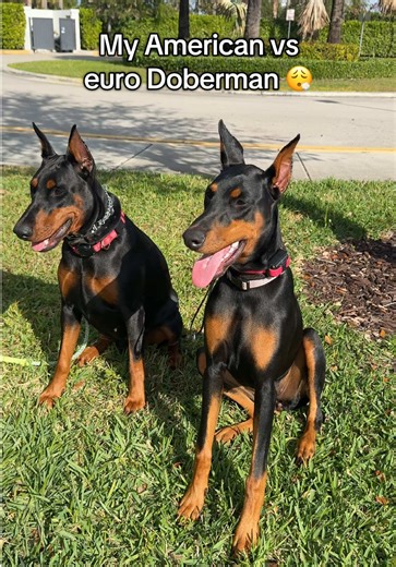 American vs Euro Doberman: Key Differences Explained