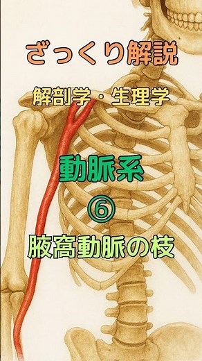 ざっくり解説 解剖学・生理学 動脈系⑥ 腋窩動脈の枝 #柔道整復師学生#理学療法士 #解剖学 #看護師 #看護学生 #shorts