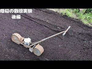 マイコスを使った陸稲栽培 後半 「vlog]