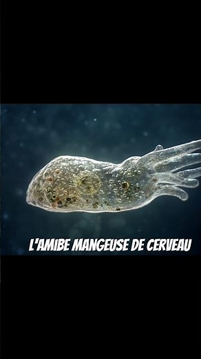 L'amibe mangeuse de cerveau #nature #parasites #science