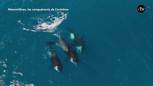Les orques, redoutables chasseuses - Extrait vidéo Mammifères